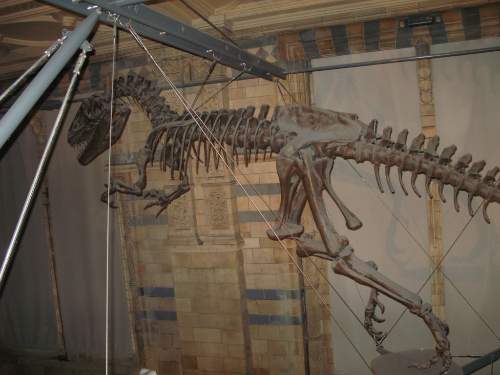 Museu de História Natural, Londres - Dezembro de 2012
